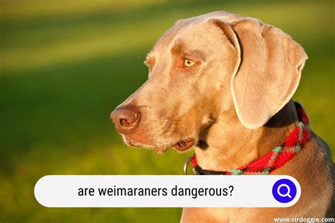 is a weimaraner dangerous.